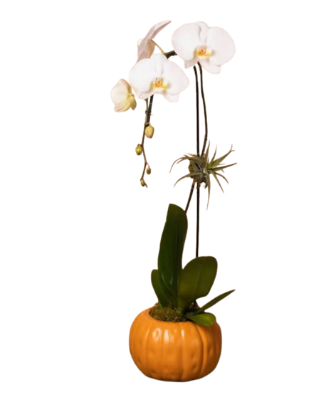 The Gourd-geous Orchid
