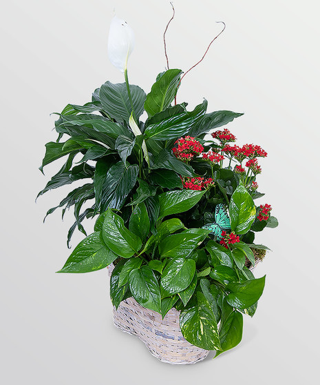 Verdant Basket