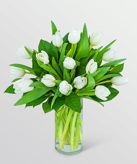 White Harmony Tulips
