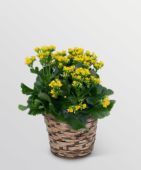 Yellow Kalanchoe Plant